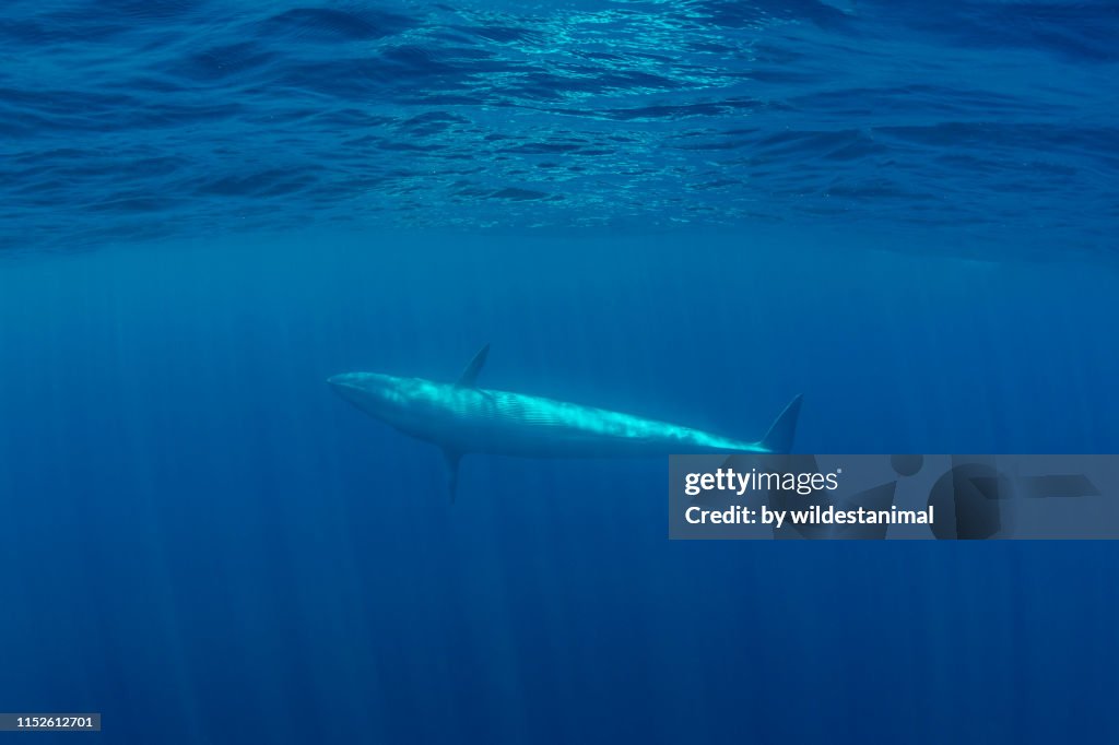 Bryde's whale swimming in blue water near the surface, Indian Ocean, Sri Lanka.