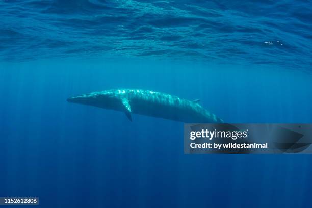 bryde's whale swimming in blue water near the surface, indian ocean, sri lanka. - blue whale stockfoto's en -beelden