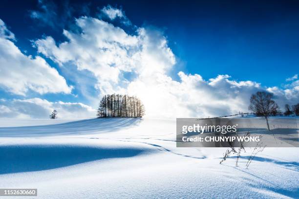 larch forest on the snow hill and blue sky in biei - hokkaidō stock pictures, royalty-free photos & images