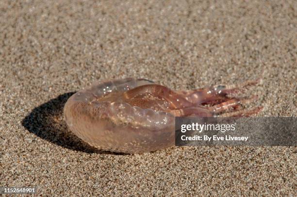 washed up pelagia noctiluca jellyfish - méduse pélagique photos et images de collection