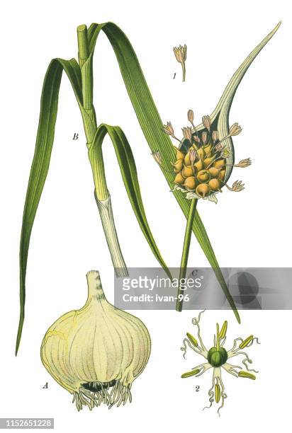 onion, shallot, leek, chive - chiave stock illustrations