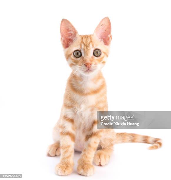 a small cute tabby cat on white background - cat white background photos et images de collection