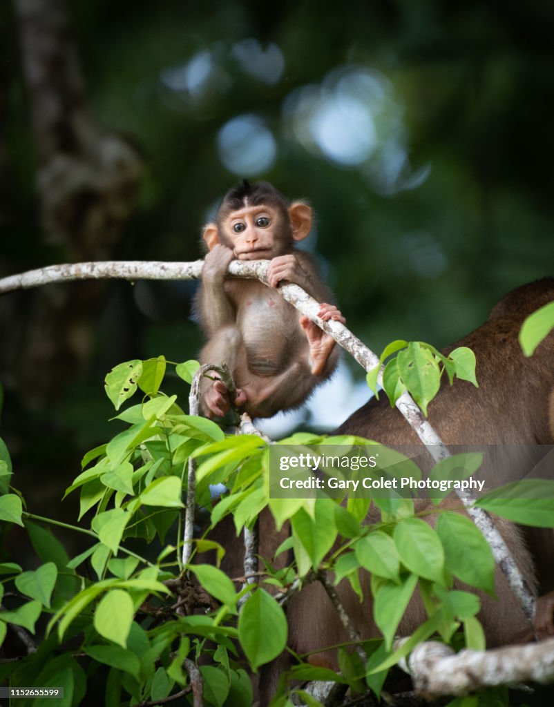 Baby Macaque monkey clinging to branch
