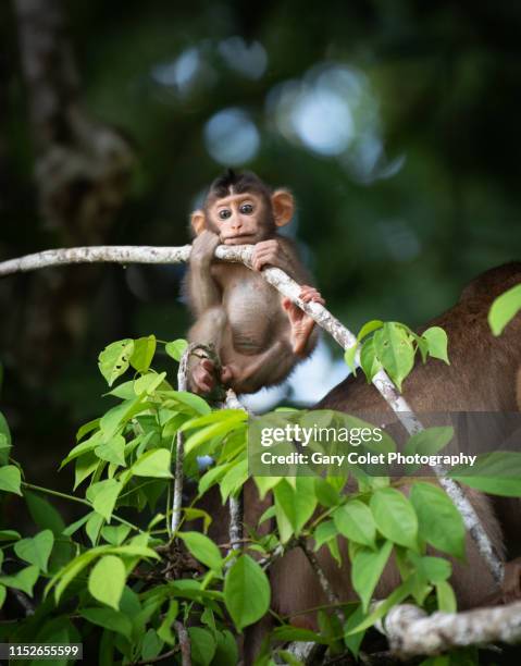 baby macaque monkey clinging to branch - young animal 個照片及圖片檔