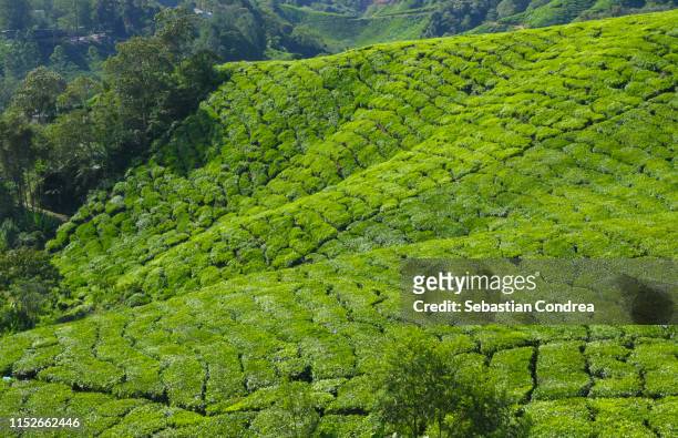 landscape cameroon highlands tea plantations in a beautiful summer morning. - cameroon highlands stock pictures, royalty-free photos & images