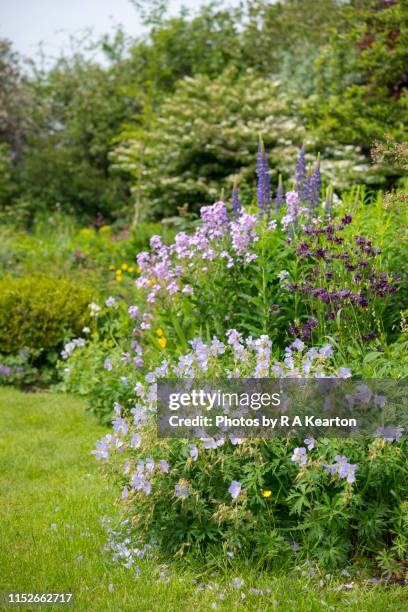 english cottage garden in may - columbine flower stock pictures, royalty-free photos & images