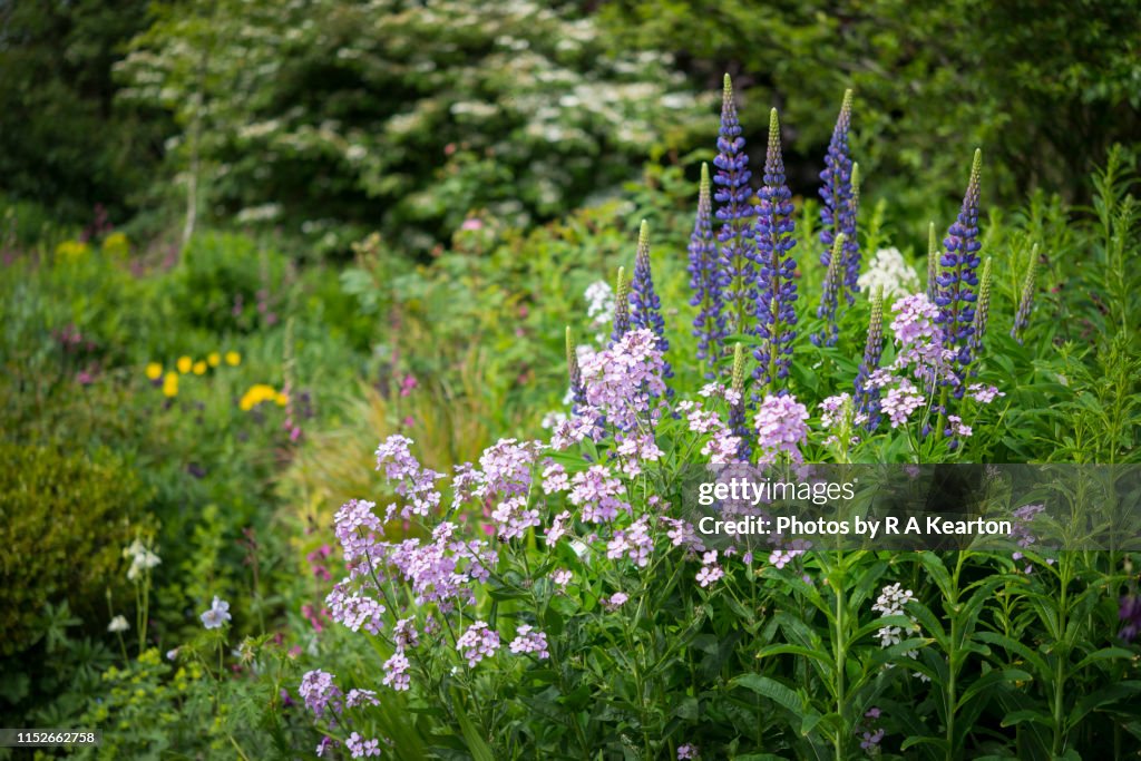 English Cottage garden in May