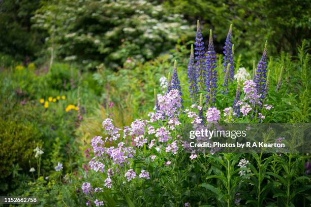 english cottage garden in may - may in the summer stock pictures, royalty-free photos & images
