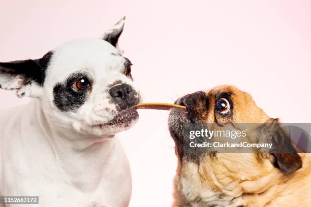 zwei hunde teilen sich einen keks. - pet insurance stock-fotos und bilder