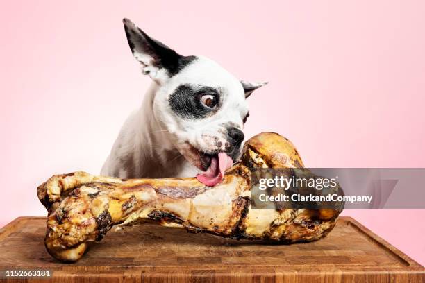 狗的骨頭可能很危險 - bone 個照片及圖片檔