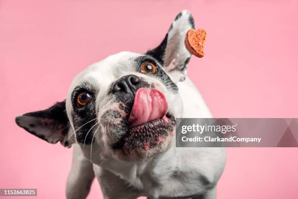 hond het vangen van een koekje. - animals funny stockfoto's en -beelden