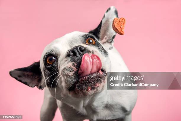 dog catching a biscuit. - funny animals stock pictures, royalty-free photos & images