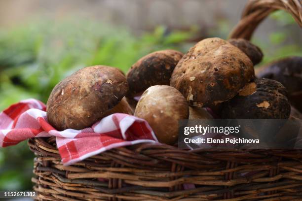 basket of fresh boletus edulis - porcini mushroom stock pictures, royalty-free photos & images