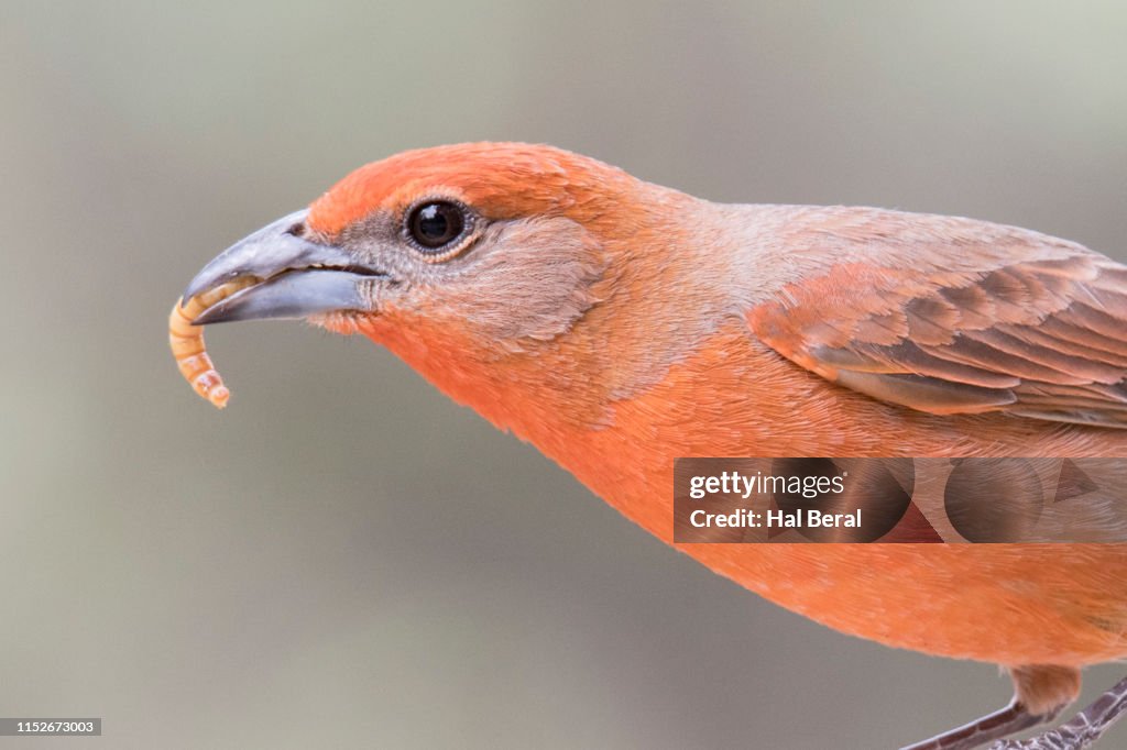 Hepatic Tanager male close-up eating a worm