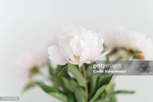 close up of a  white peony bouquet in a vase - wood shaving stock pictures, royalty-free photos & images