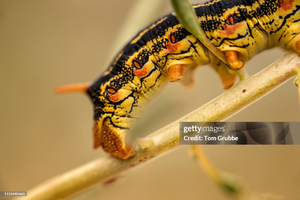 Caterpillar Crawl