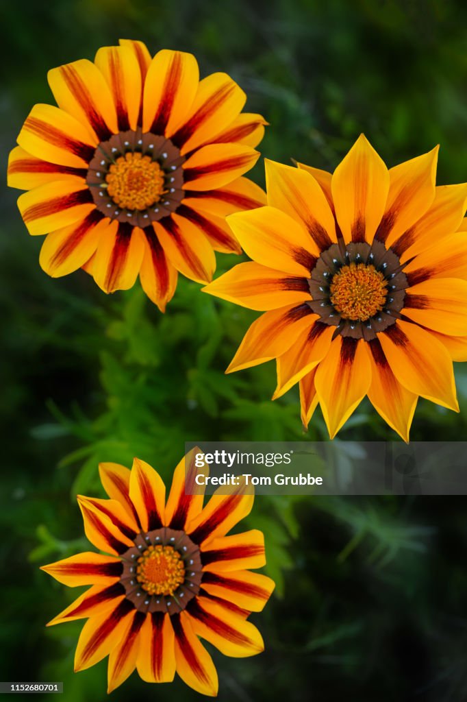 Three Spring Bloomers