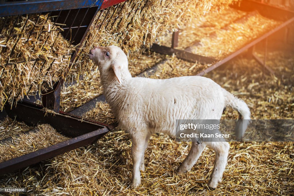 Baby goat feeding