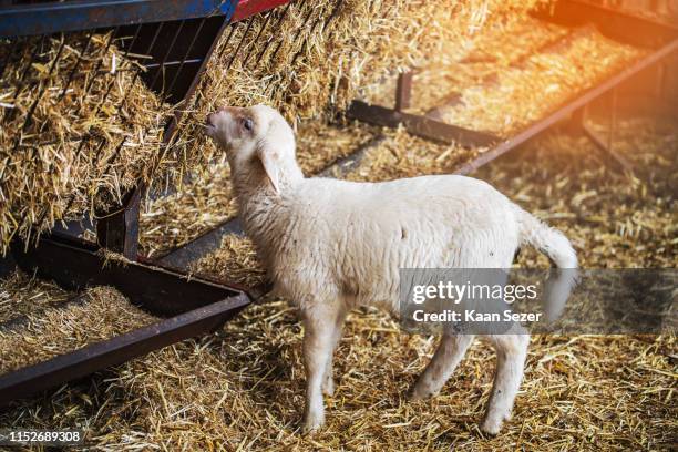 Baby Goat Feeding High-Res Stock Photo
