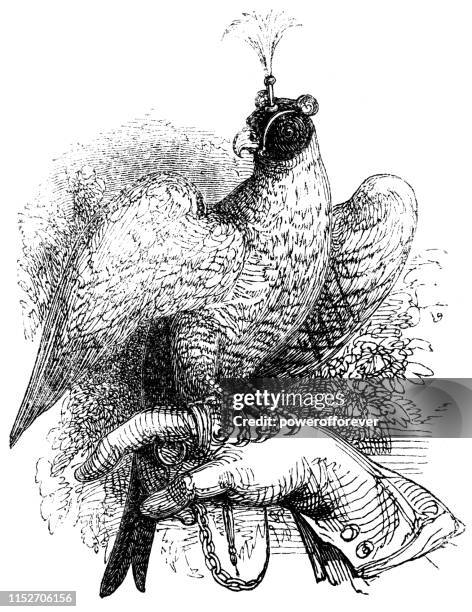 falconry trained goshawk on falconers hand - 19th century - falconry stock illustrations