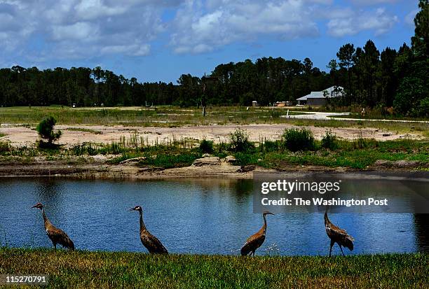 Sand Hill Cranes can enjoy the extra land around them as many of the housing lots at the the Grand Haven golf course and homes development do not...