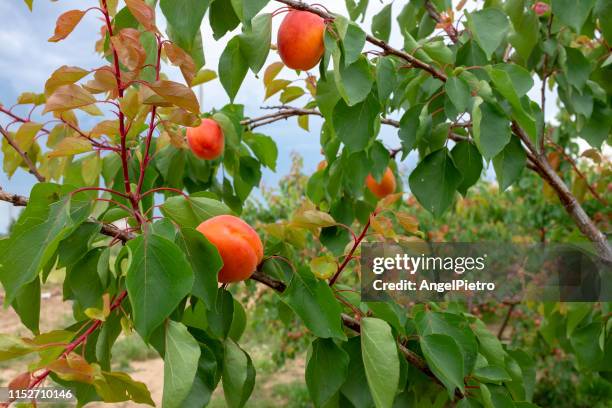 an apricot tree full of fruits - abricoteiro - fotografias e filmes do acervo