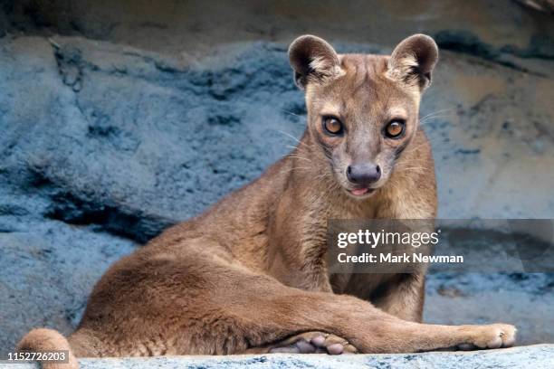 fossa - fossa stock pictures, royalty-free photos & images