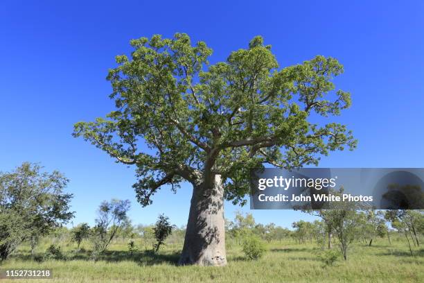 Boab Tree Roots 92,801 Australian Trees Stock Photos, High-Res Pictures, and Images ...