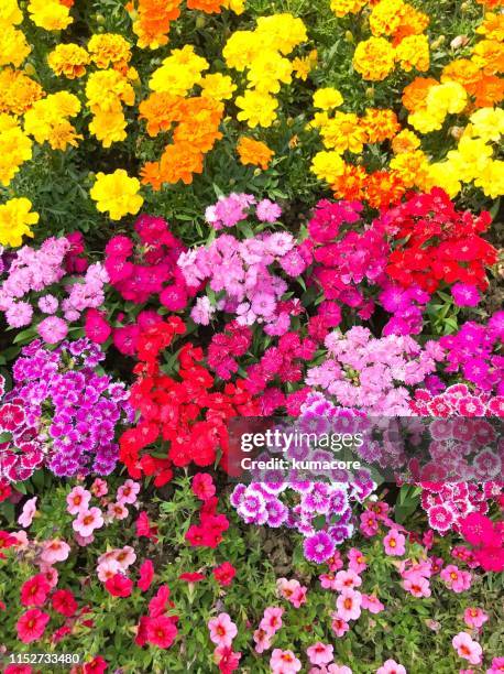 flowers of various hues - flower bed fotografías e imágenes de stock