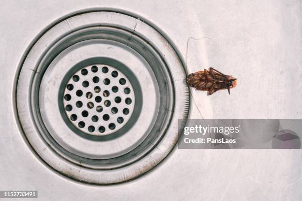 roach in the kitchen - pest foto e immagini stock