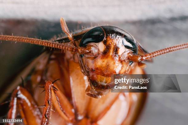 383 Cockroach In Food Stock Photos, High-Res Pictures, and Images ...