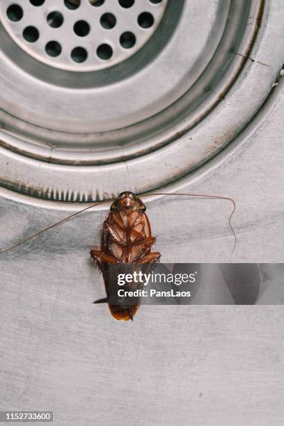 Dead Rouch 344 Dead Roach Stock Photos, High-Res Pictures, and Images - Getty Images