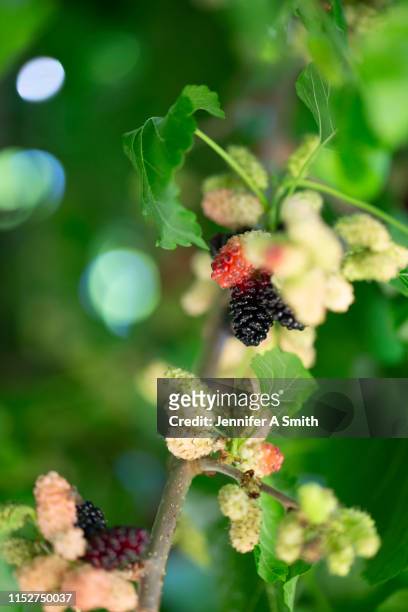 mulberry tree - mulberry stock pictures, royalty-free photos & images