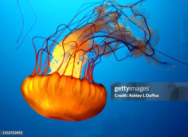 jellyfish - sea life stock pictures, royalty-free photos & images