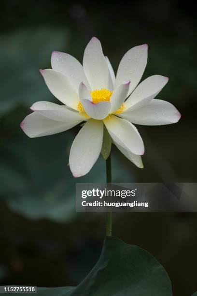 lotus - edelweiss stock pictures, royalty-free photos & images