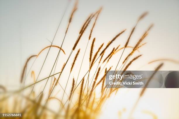 golden sunrise through reeds of long grass - vass gräsfamiljen bildbanksfoton och bilder