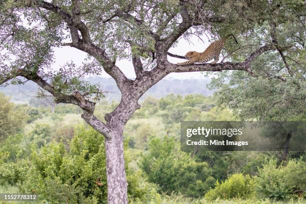 a leopard, panthera pardus, stands on a tree branch and stretches, with greenery in the background - sabi sands reserve stockfoto's en -beelden