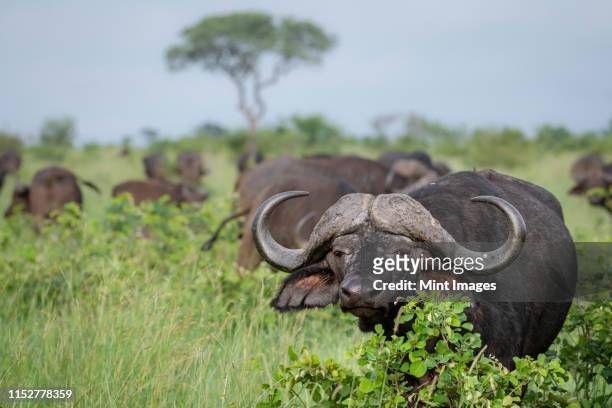 an african or cape buffalo, syncerus caffer, direct gaze standing in green field with herd of buffalo - kruger national park stock-fotos und bilder