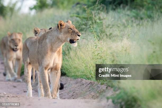 a pride of lions, panthera pardus, walk in a line down a sand road flanked by green grass, looking out of frame - kruger-national-park stockfoto's en -beelden