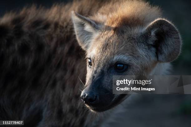 a spotted hyena cub's face, crocuta crocuta - hyena stock pictures, royalty-free photos & images