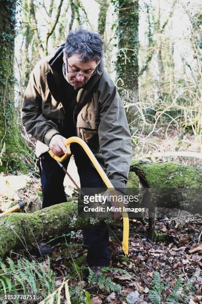 man standing in forest, cutting tree with a bow saw. - hand saw stock pictures, royalty-free photos & images