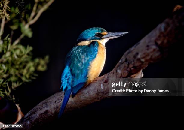 kingfisher - kingfisher australia stock pictures, royalty-free photos & images