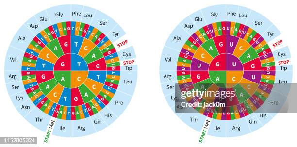 genetic code wheel - genomics stock illustrations