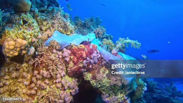 modern times symbol. plastic bag on the coral reef - plastic pollution stock pictures, royalty-free photos & images