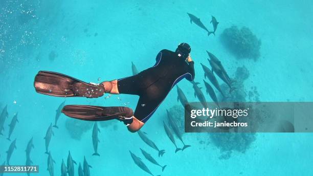 diving with dolphins. underwater scenery - dolphin calf stock pictures, royalty-free photos & images