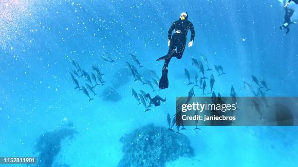 diving with dolphins. underwater scenery - baby dolphin stock pictures, royalty-free photos & images