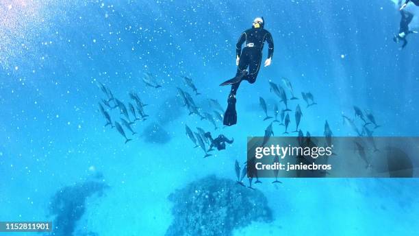 diving with dolphins. underwater scenery - dolphin calf stock pictures, royalty-free photos & images
