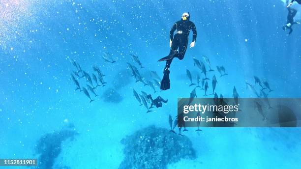 diving with dolphins. underwater scenery - golfinhos bebés imagens e fotografias de stock