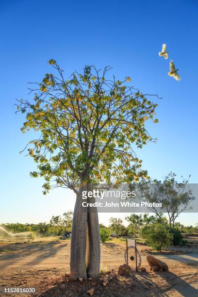 boab tree in the bungle bungle caravan park. purnululu national park. kimberley region of western australia. - bungle bungle stock-fotos und bilder