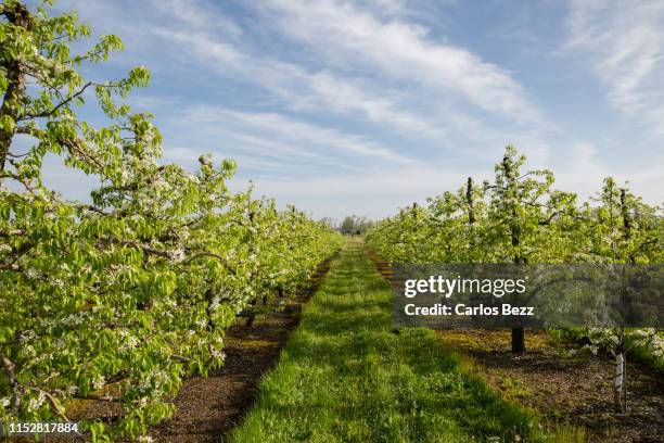 apple orchard - orchard stock pictures, royalty-free photos & images